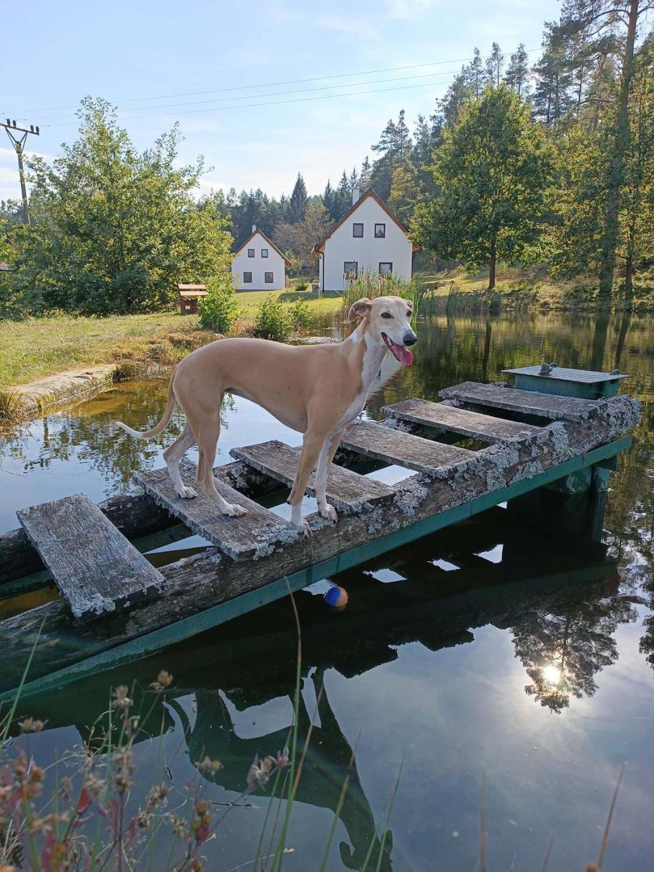 Klidna Lokalita Na Kraji Lesa, Cely Dum S Uschovnu Kol Villa Nová Bystřice Bagian luar foto