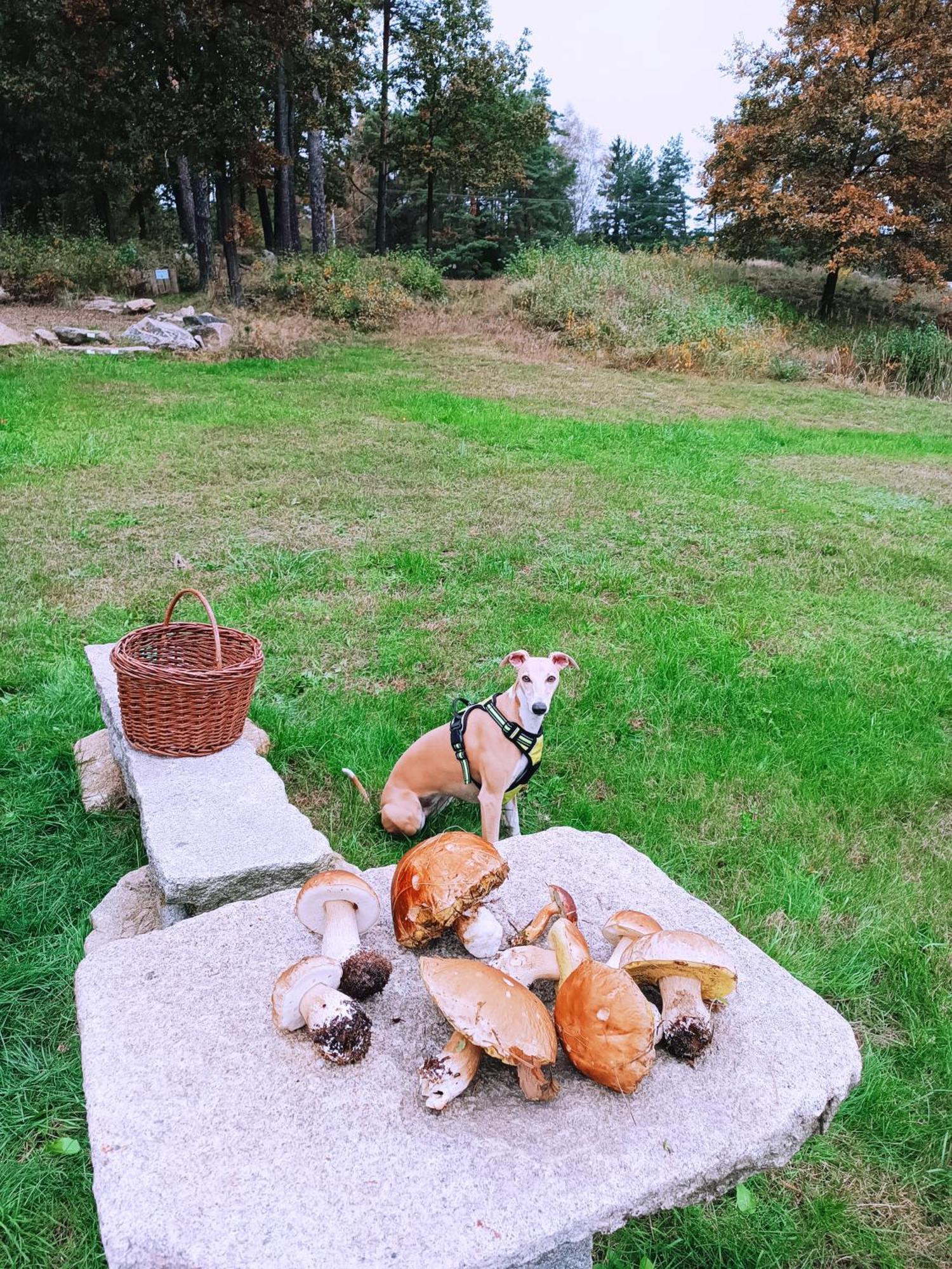 Klidna Lokalita Na Kraji Lesa, Cely Dum S Uschovnu Kol Villa Nová Bystřice Bagian luar foto
